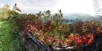 Autumn bramble leaves by vineyard in Sargans, Switzerland, leaves, autumn, prickly, colourful, tangled, barrier, shrub, vineyard, plant, vegetation, wild, sargans, fruit, switzerland, bramble, colour, rubus, red